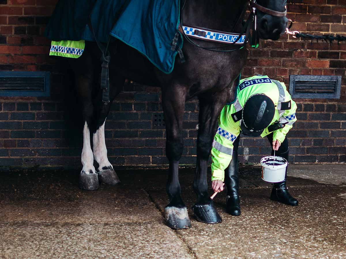 Grooming Horse