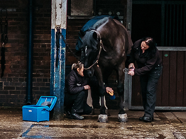 Grooming Horse